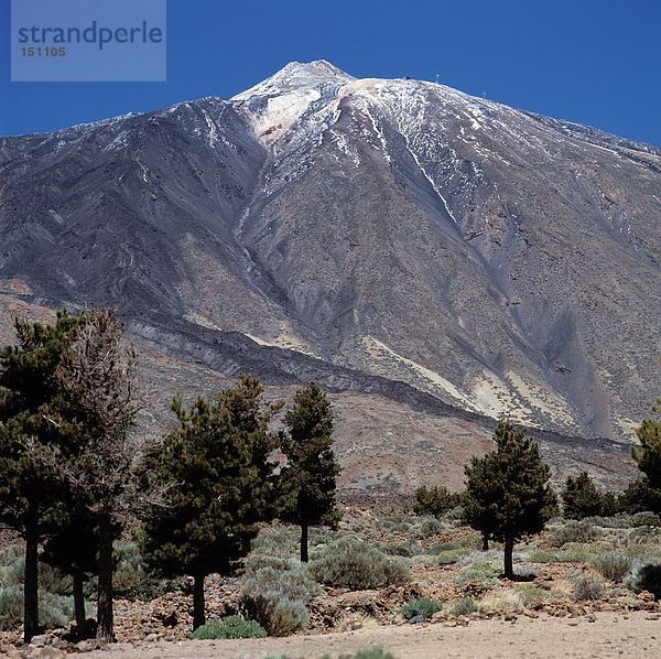 Bäume im Tal  Kanaren  Spanien