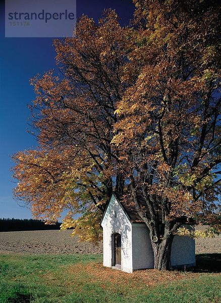 Baum nahe Kapelle auf ländliche Landschaft  Bayern  Deutschland