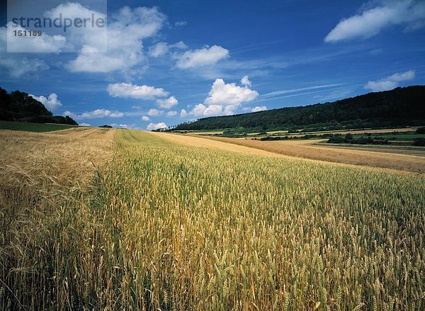 Mais Zuckermais Kukuruz Himmel unterhalb Feld blau Deutschland Schwaben Baden-Württemberg