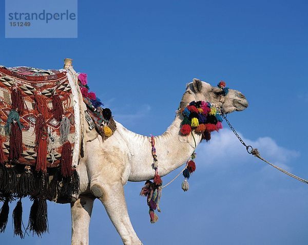 Dromedar Camel in Wüste Ägypten