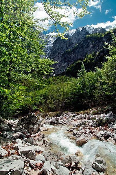 Strom  der durch Wald  Savinja  Logarska Dolina  Logartal  Solcava  Slowenien