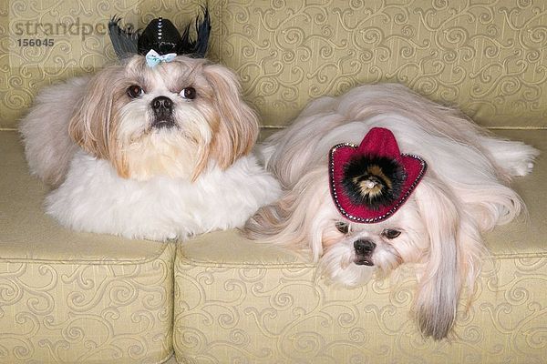 Zwei Pekinese Hunde auf dem Sofa