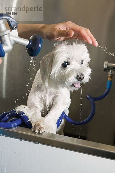 Frau beim Waschen eines Terriers
