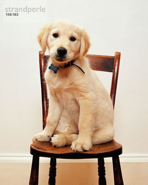Labrador Welpe auf Stuhl