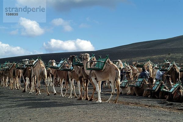 Kamele in Feld  Nationalpark Timanfaya  Lanzarote  Kanaren  Spanien
