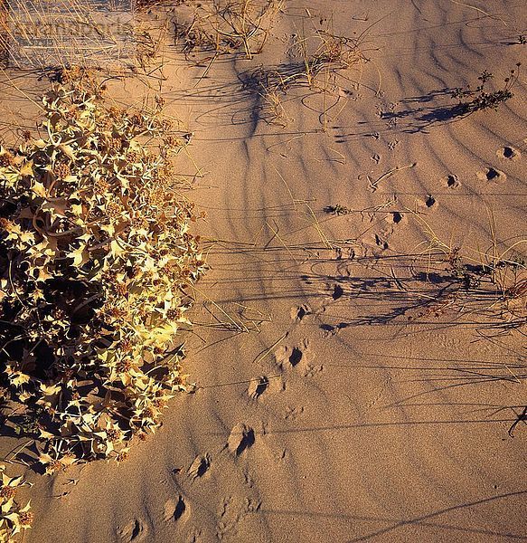Nahaufnahme-Fußabdrücke auf Sand  Camargue  Frankreich