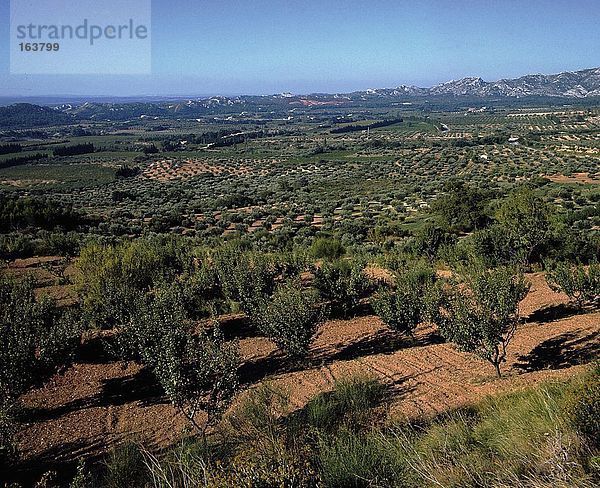 Olivenbäume in Feld  Les Baux-De-Provence  Bouches-Du-Rhône  Provence-Alpes-Côte d ' Azur  Frankreich