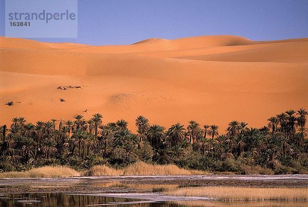 Dünen mit Palmen in Wüste  Libysche Wüste  Fessan  Libyen