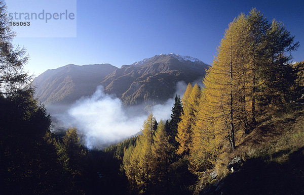 Österreich  Nationalpark Hohe Tauern  Lärchenwald