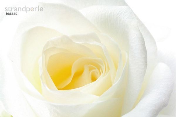 Weiße Rose  Nahaufnahme