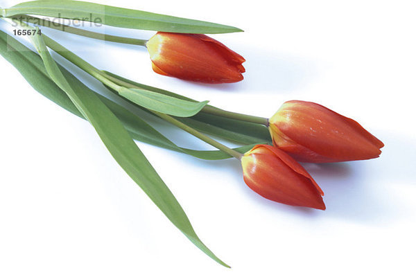 Tulpen (Tulipa gesneriana)  erhöhte Ansicht