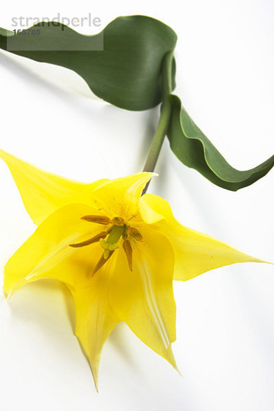 Tulpe (Tulipa gesneriana)  erhöhte Ansicht