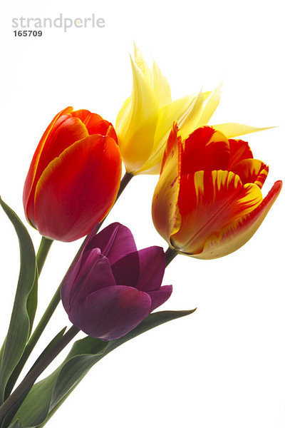 Tulpen (Tulipa gesneriana)  Nahaufnahme