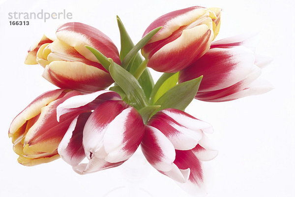Tulpen  Tulipa gesneriana  Nahaufnahme