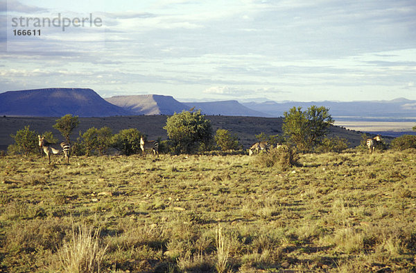 Bergzebra Nationalpark  Cradock  Große Karoo  Ostkap  Südafrika