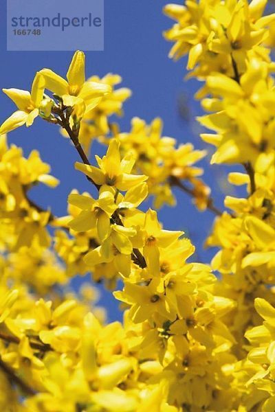 Forsythie (Forsythia suspensa)