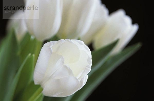 Weiße Tulpen  Nahaufnahme
