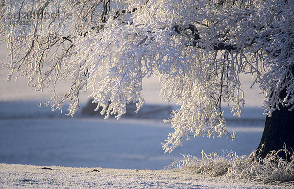Germany  Bavaria  snow-covered tree on landscape