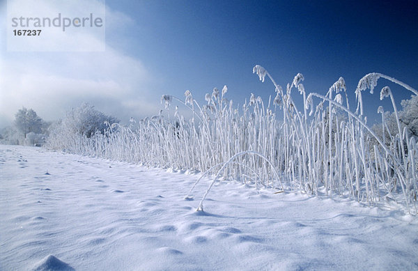 Germany  Bavaria  Kochelmoos  frozen field on snow-covered landscape