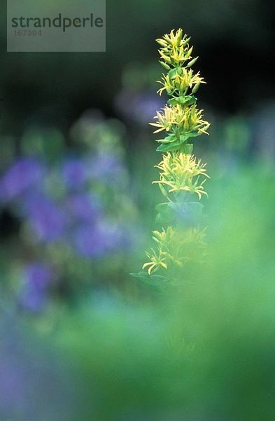 Gelber Enzian  Gentiana lutea