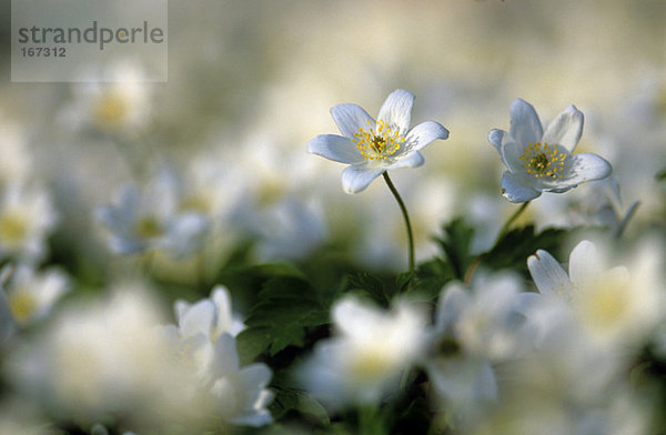 Anemone sylvestris