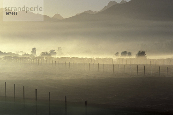 Südafrika  Western Cape  Stellenbosch  Nebelwiese