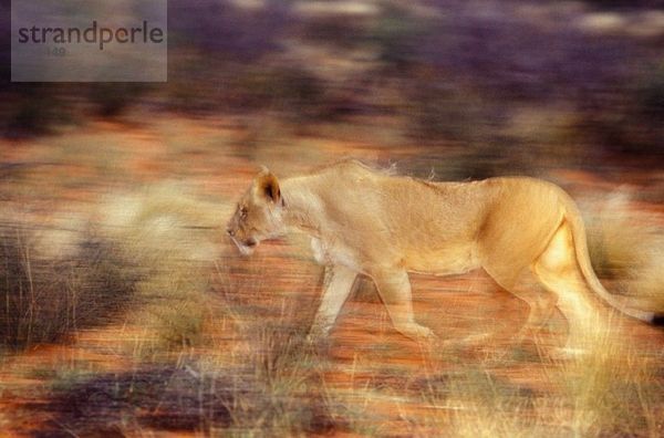 Südafrika  Nordkap  Pirschfahrt  Tswalu Kalahari Reserve  südlicher Kalahari Löwe