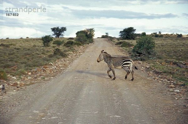 Südafrika  Eastern Cape  Great Karoo  Cradock  Mountain Zebra National Park  das Bergzebra hat einen weißen Bauch