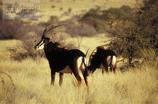 Südafrika  Nordkap  Tswalu Kalahari Reserve  Zobelantilope  Südkalahari