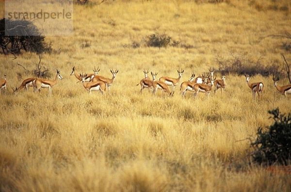Südafrika  Nordkap  Südliche Kalahari  Game Drive  Tswalu Kalahari Reserve  Springbock