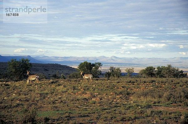 Südafrika  Ostkap  Karoo  Cradock  Bergzebra-Nationalpark  Bergzebras