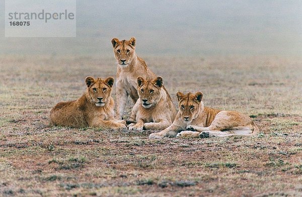 Wildtiere  Säugetier