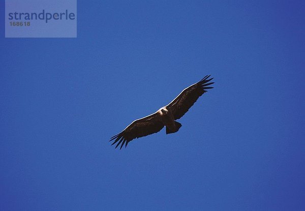 Wildtiere  Vogel