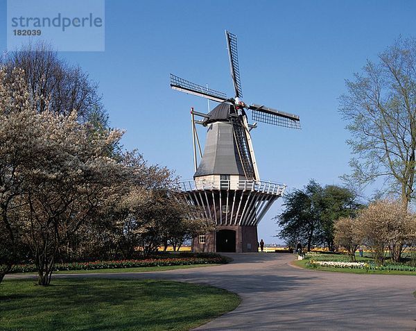 Traditionelle Windmühle und Bäume gegen blauer Himmel  Lisse  Niederlande