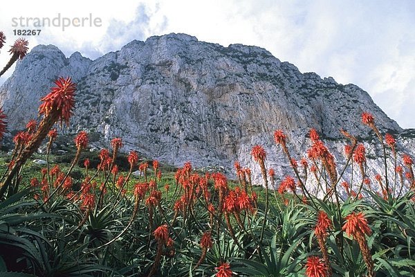 Büsche mit Kalkstein Vorgebirge  Felsen von Gibraltar  Gibraltar