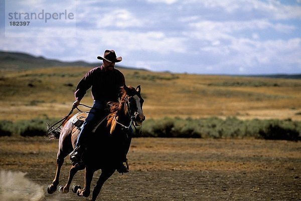 Cowboy reiten Pferde hält Lasso  Pampas  Montana  USA