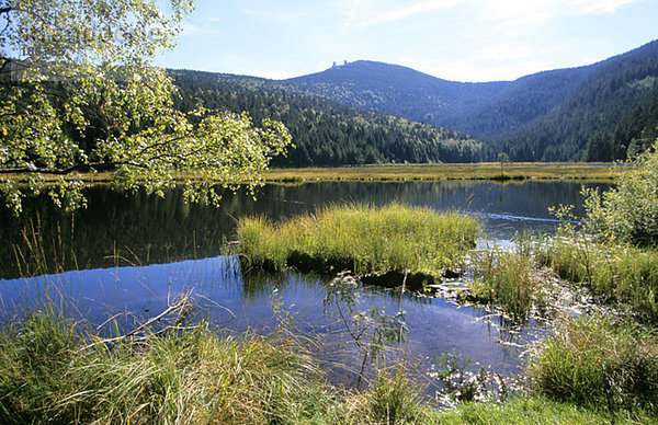 Kleiner Arbersee  Bayerischer Wald  Deutschland