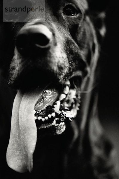 Hund mit langer Zunge