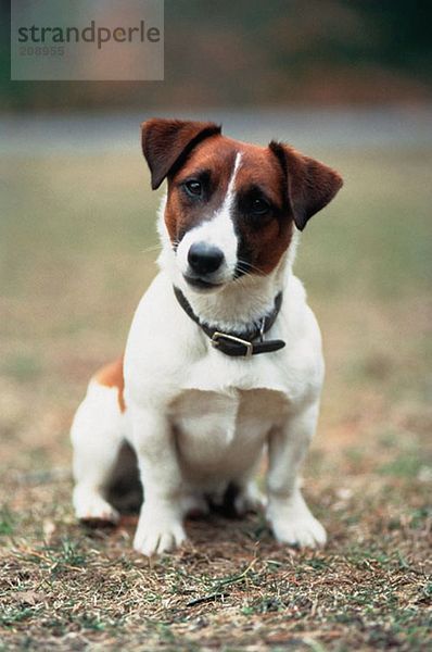 Jack Russell Terrier im Park