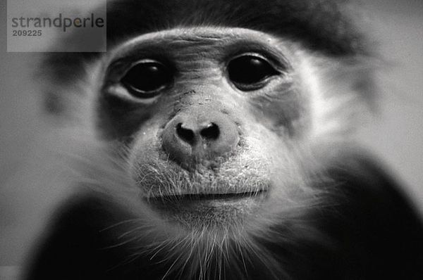 Portrait eines kleinen Affen