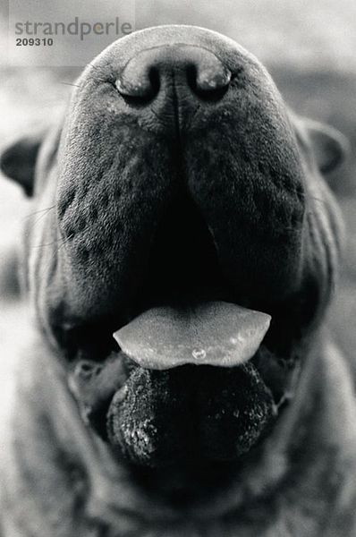 Nase und Mund eines Hundes