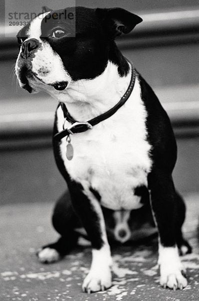 Porträt einer französischen Bulldogge