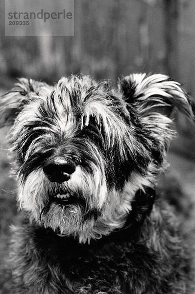 Porträt eines behaarten Hundes