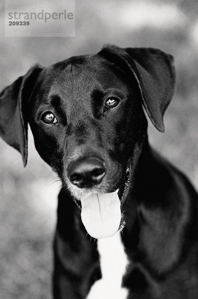 Porträt eines schwarz-weißen Hundes