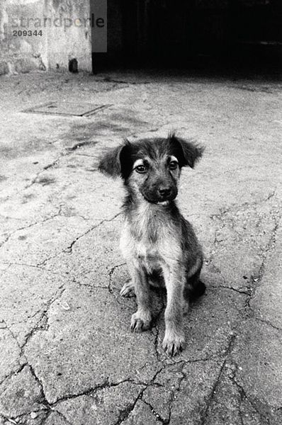 Portrait eines jungen Hundes