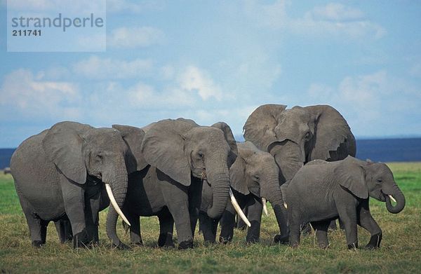 Afrikanische Elefanten (Loxodonta Africana) zu Fuß in der steppe