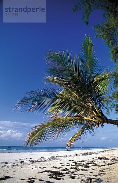 Palmen am Strand  Karibik