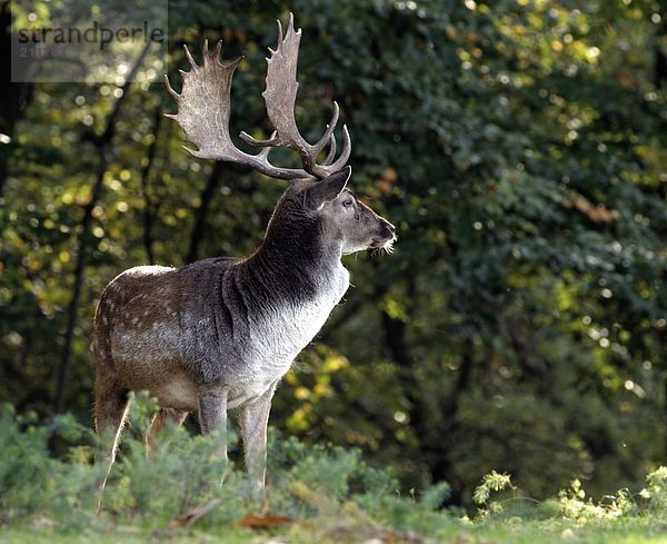 Männlich Damhirsch (Dama Dama) im Wald  Deutschland