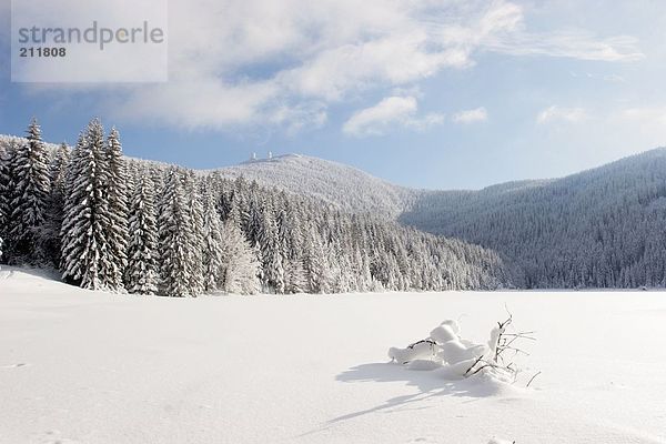 Schneebedeckte Bäume im Wald  Bayerischer Wald  Bayern  Deutschland