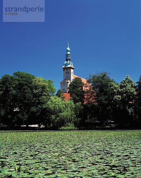 Lily Pads im Teich mit Kirche im Hintergrund  Brandenburg  Deutschland